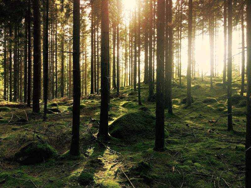 Cover: FSC, PEFC & Co. – Holzsiegel verständlich erklärt